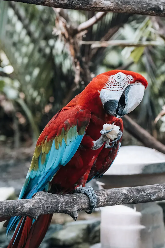 Reserva Tambopata, Colpas de Guacamayos y Manu - 2